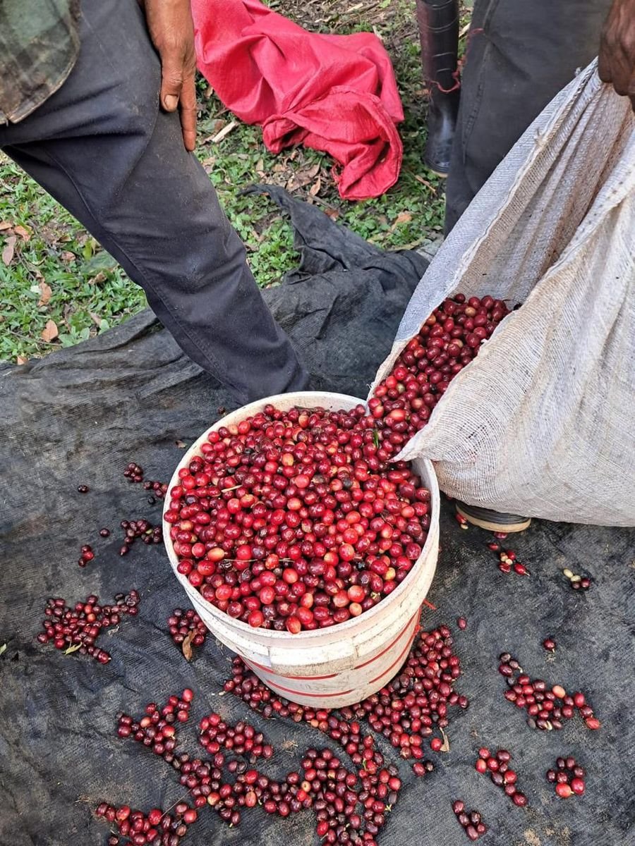 Cereza recién cosechada en un balde