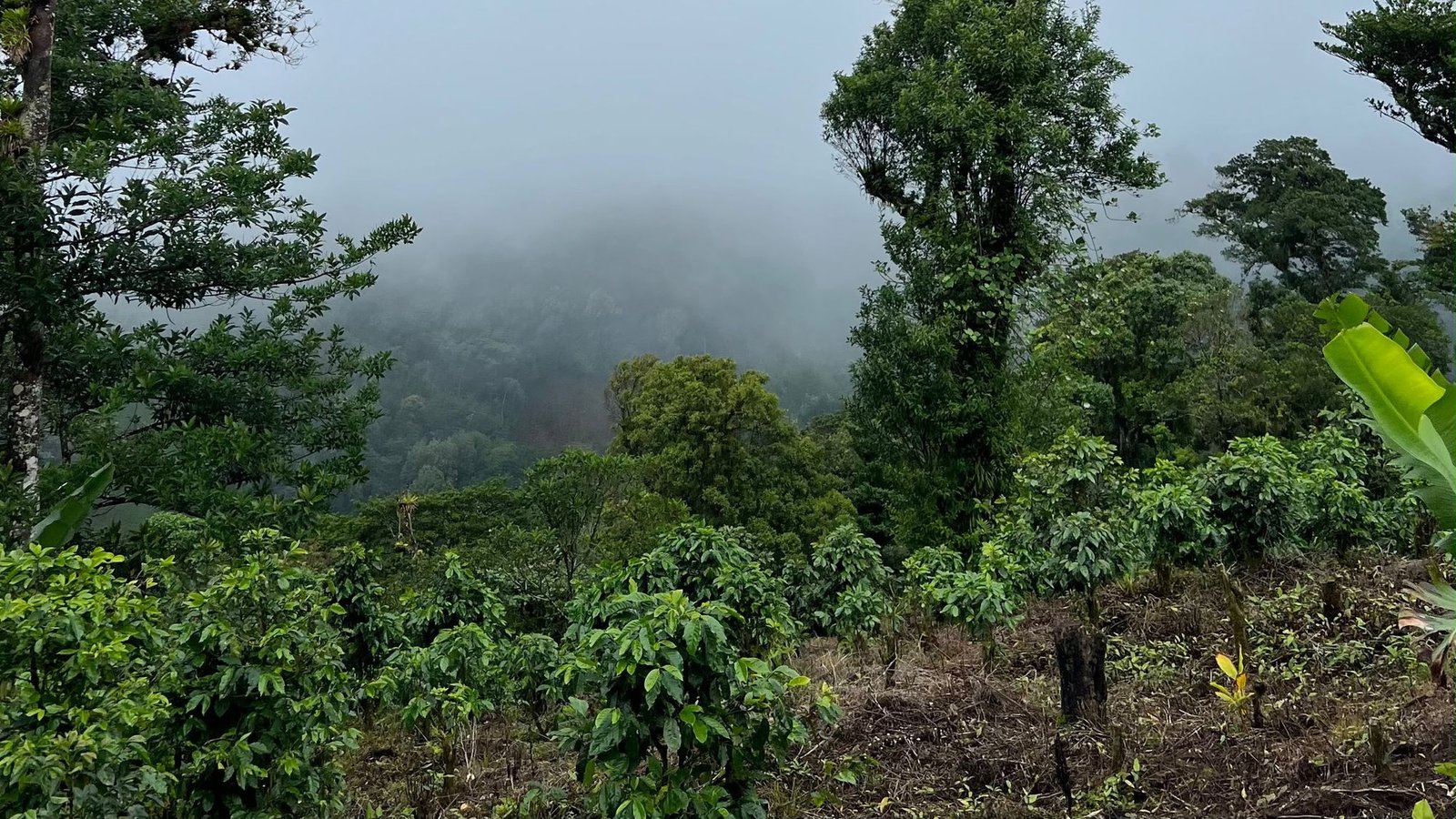 Niebla sobre el cafetal en la montaña