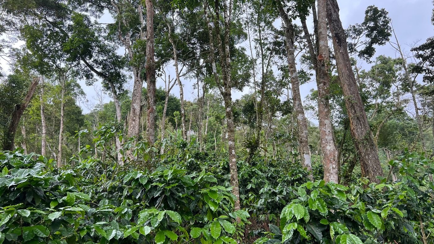 Cafetal bajo árboles de sombra altos
