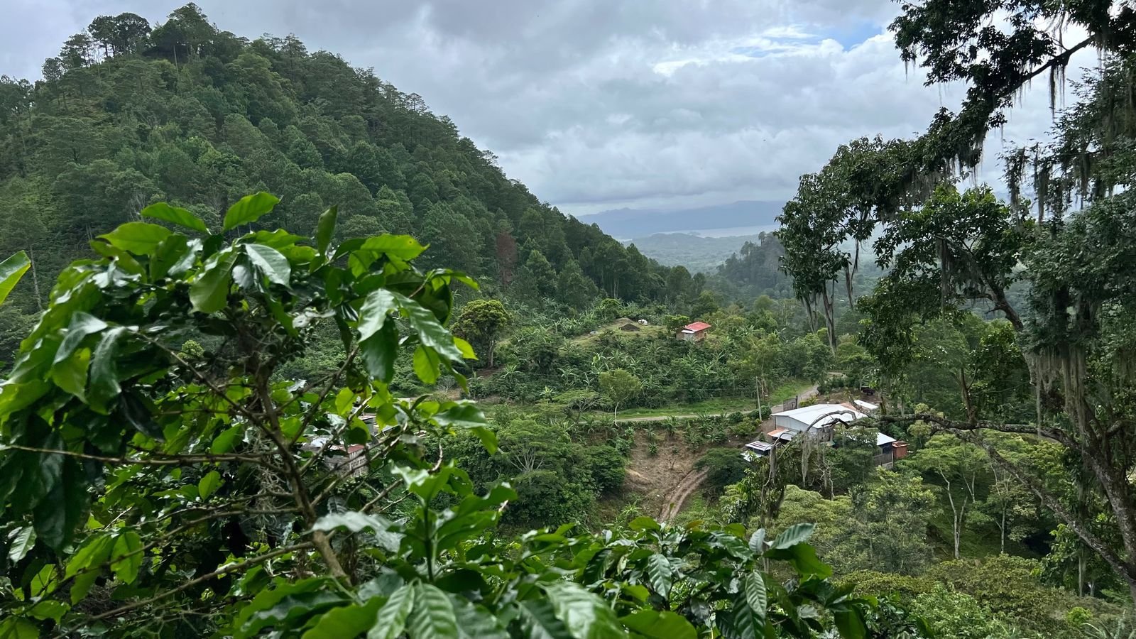 Cafetal en la montaña de Jinotega con el valle y el lago al fondo